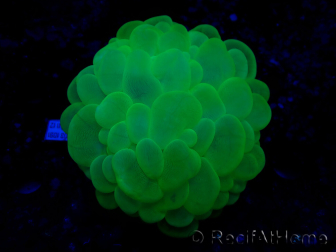 WYSIWYG Plerogyra sinuosaUltra Tossico Splater (Scheletro 5 cm/Aperto 9 cm)