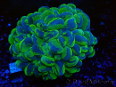 WYSIWYG Plerogyra sinuosa Ultra Toxic Splater (Skeleton 5 cm/Open 9 cm)
