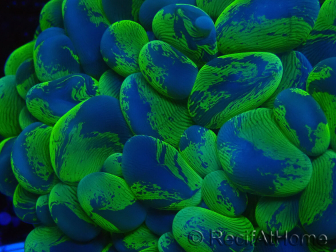 WYSIWYG Plerogyra sinuosa Ultra Toxic Splater (Skeleton 5 cm/Open 9 cm)