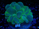 WYSIWYG Plerogyra sinuosa 3 (Skeleton 5.5 cm/Open 12 cm)