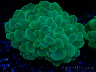 WYSIWYG Plerogyra sinuosa(Skeleton 10 cm/Open 17 cm)