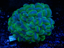 WYSIWYG Plerogyra sinuosa Ultra Toxic Splater (Skeleton 5 cm/Open 9 cm)