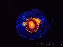 WYSIWYG - Zoanthus Atomic Sunrise 2J6
