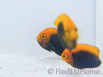 Centropyge acanthops WYSIWYG4 élevage MERS 3-5 cm