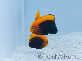 Centropyge acanthops WYSIWYG4 élevage MERS 3-5 cm