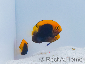 Centropyge acanthops WYSIWYG4 breeding SEA 3-5 cm