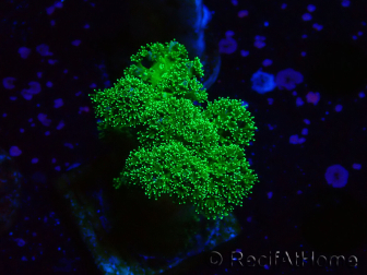 WYSIWYG Pocillopora damicornis vert 1A1
