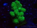 WYSIWYG Pocillopora damicornis giallo verde