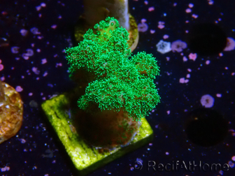 WYSIWYG Pocillopora damicornis vert