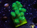 WYSIWYG Pocillopora damicornis giallo verde