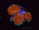 WYSIWYG - Protopalythoa red death 40M8