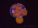 WYSIWYG - Protopalythoa red death 40M9