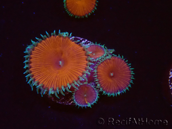 WYSIWYG - Protopalythoa red death 40M10