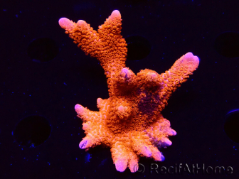 WYSIWYG WC Montipora Digitata Zebra Grafted