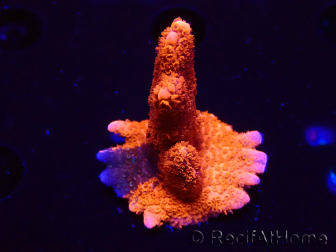WYSIWYG WC Montipora Digitata Zebra Grafted