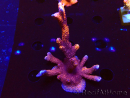WYSIWYG WC Montipora Digitata Zebra Grafted 5P10
