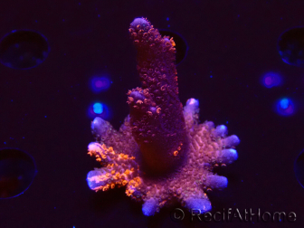 WYSIWYG WC Montipora Digitata Zebra Grafted
