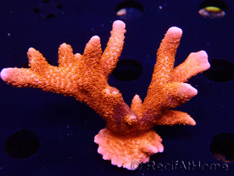 WYSIWYG WC Montipora Digitata Zebra Grafted 5P6