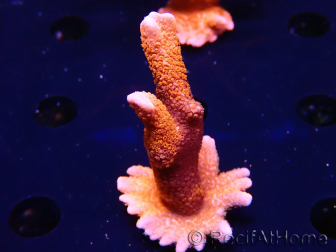 WYSIWYG WC Montipora Digitata Zebra Grafted 5P7