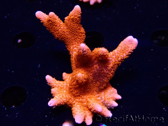WYSIWYG WC Montipora Digitata Zebra Grafted