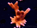 WYSIWYG WC Montipora Digitata Zebra Grafted 5P8