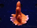 WYSIWYG WC Montipora Digitata Zebra Grafted 5P9