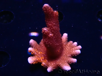WYSIWYG WC Montipora Digitata Zebra Grafted