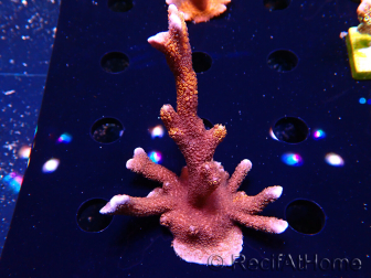 WYSIWYG WC Montipora Digitata Zebra Grafted