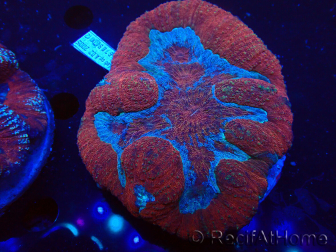 WYSIWYG Lobophyllia sp 7 (Skeleton 5 cm)
