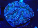 WYSIWYG - Lobophyllia (8 cm)