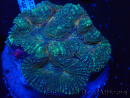 WYSIWYG - Lobophyllia(9 cm)