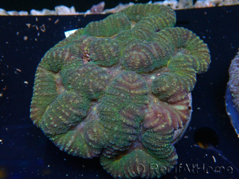 WYSIWYG Lobophyllia 4 cm)