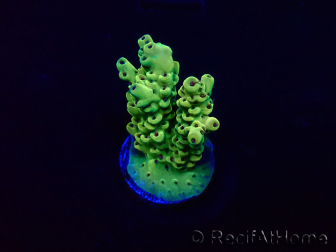 WYSIWYG Acropora Mariculture acclimaté led