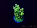 WYSIWYG Acropora 15J7 Mariculture acclimaté led