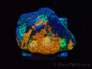 WYSIWYG - BigR Acanthastrea echinata Gum Drop 3Q5