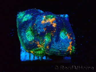 WYSIWYG - BigR Acanthastrea echinata Gum Drop 3Q6