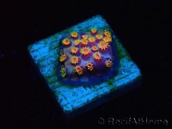WYSIWYG - RAH Cyphastrea Purple Rain 3O11