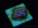 WYSIWYG - RAH Cyphastrea Purple Rain 3O11