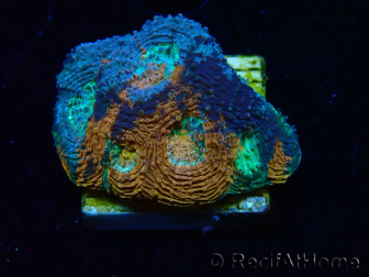 WYSIWYG - BigR Acanthastrea echinata Gum Drop 3Q5