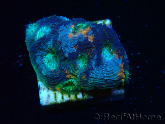 WYSIWYG - BigR Acanthastrea echinata Gum Drop