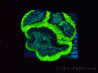 WYSIWYG - RAH Favia Toxic Halo F7