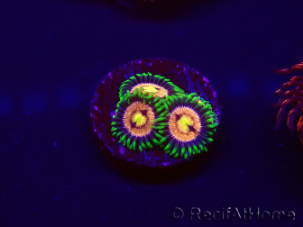 WYSIWYG - Zoanthus Laser Lemon 30A7