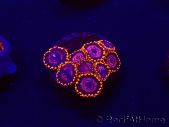 WYSIWYG - Zoanthus WWC Twizzler 30F2