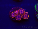 WYSIWYG - Zoanthus WWC Twizzler 30F3
