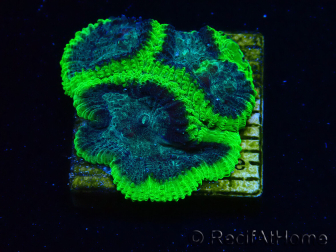 WYSIWYG - RAH Favia Toxic Halo F7