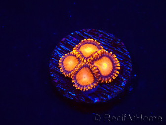 WYSIWYG - Zoanthus Atomic Sunrise 2J3