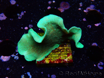 WYSIWYG Pavona cactus 1T2