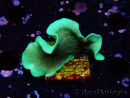 WYSIWYG Pavona cactus 1T2