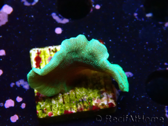 WYSIWYG Pavona cactus 1T4