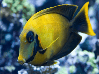 Acanthurus pyroferus 8-10 cm